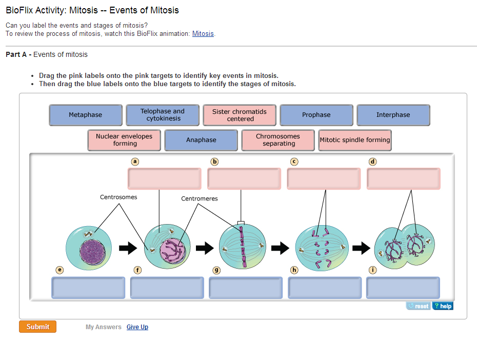 Drag The Labels Onto The Diagram To Identify The Anterior Muscles Of ...